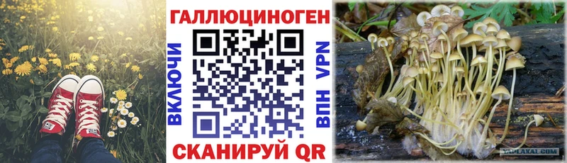 Галлюциногенные грибы Psilocybine cubensis  это какой сайт  Ачхой-Мартан 